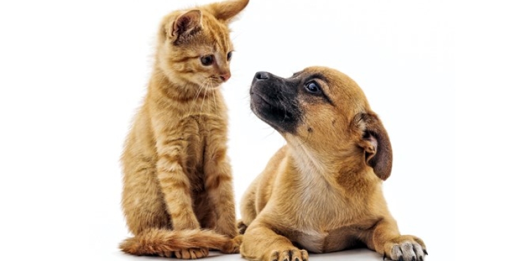 Strengthen Animal Cruelty Laws Strengthen Animal Cruelty Laws