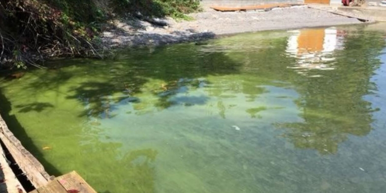 Algal blooms